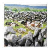 Carreau Vaches Moo (Devant)