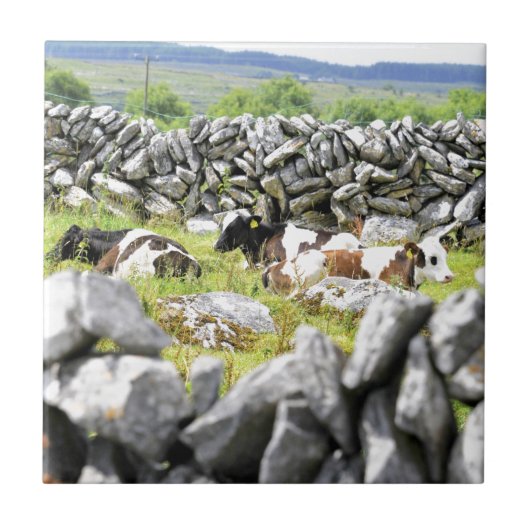 Carreau Vaches Moo (Devant)