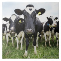 Vaches se tenant dans une rangée regardant