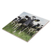 Carreau Vaches se tenant dans une rangée regardant (Côté)