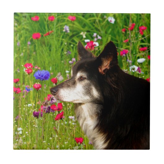 Carreau Valentine Frontière Collie avec de belles fleurs (Devant)