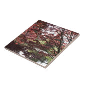 Carreau Van Dusen Garden, érable japonais (Côté)