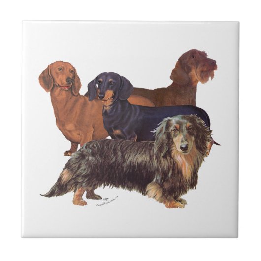 Carreau Variétés de Dachshund (Devant)