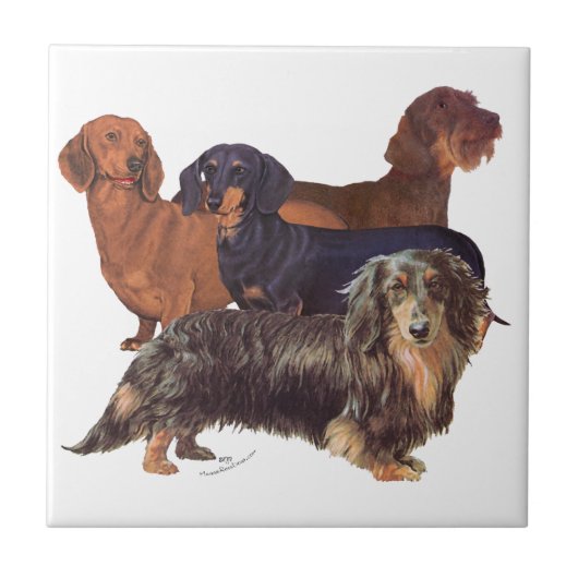 Carreau Variétés de Dachshund (Devant)