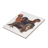 Carreau Variétés de Dachshund (Côté)