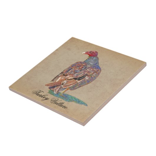 CARREAU VAUTOUR DE TURQUIE (Côté)