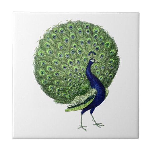 Carreau Ventilateur ouvert Peacock vintage (Devant)