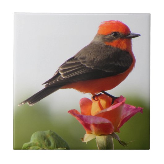 Carreau Vermilion Flycatcher sur Rose (Devant)