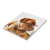 Carreau verres de port de chien de dogue de bordeaux (Côté)