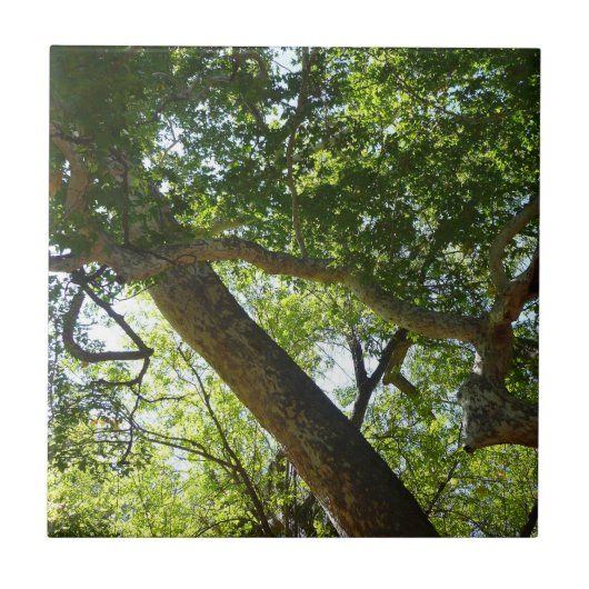 Carreau Vert de la nature de l'érable sycomore (Devant)