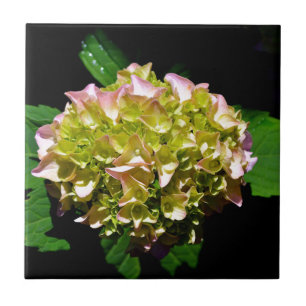 Carreau Vert jaune rose Hydrangea rose fleur jaune rose
