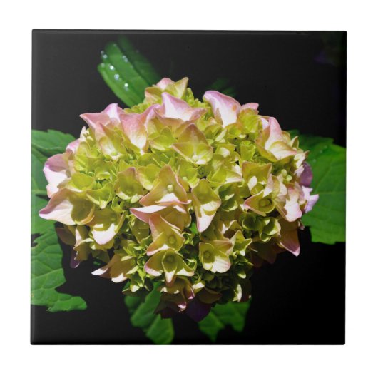 Carreau Vert jaune rose Hydrangea rose fleur jaune rose (Devant)