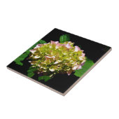 Carreau Vert jaune rose Hydrangea rose fleur jaune rose (Côté)