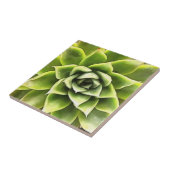 Carreau Vert Succulent Gros Plan Cactus (Côté)