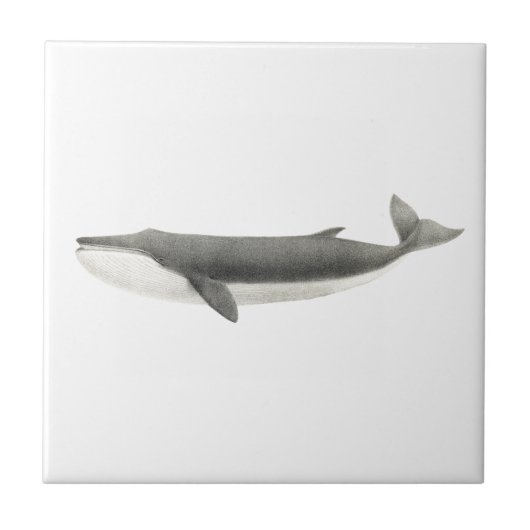 Carreau vie marine "BALEINE" TILE CÉRAMIQUE (Devant)