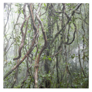 Carreau vigne et branches tordues dans la forêt tropicale