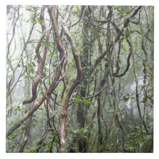 Carreau vigne et branches tordues dans la forêt tropicale (Devant)