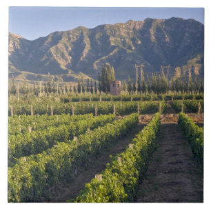 Carreau vignes de Cabernet Sauvignon à Huailai Rongchen