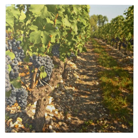 Carreau vignes de Cabernet Sauvignon alignées dans le (Devant)