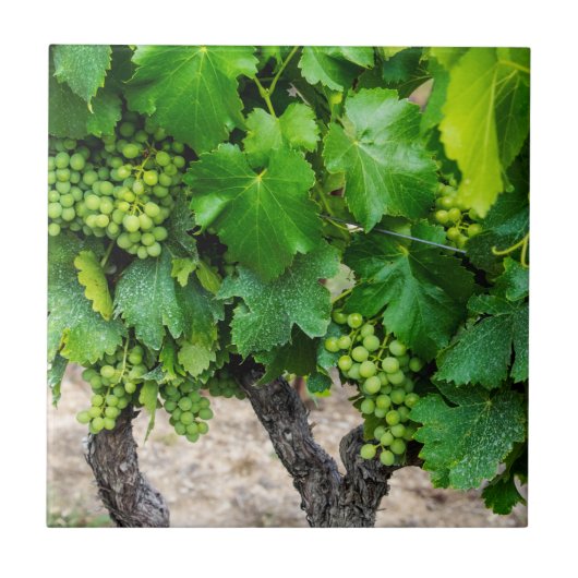 Carreau Vignes de raisins de cuve, France (Devant)
