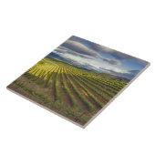 Carreau Vignoble. Napa Valley. Napa. Comté de Napa, (Côté)