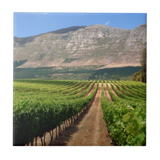 Carreau Vignobles De Groot Constantia (Devant)