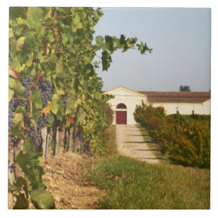 Carreau Vignobles, vignes de petit verdot et la cave dans