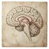 Carreau Vintage Anatomical Brain Ink Sketch Sepia (Devant)