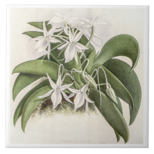 Carreau Vintage Angraecum Leonis Orchid Flower
