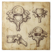 Carreau Vintage Antique Anatomical Vertebrae Illustration (Devant)