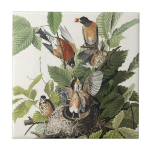 Carreau Vintage Audubon Merle d'Amérique Art du Nid d'Oise
