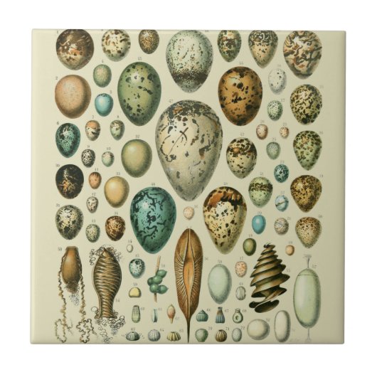 Carreau Vintage Bird Eggs French Fish Egg (Devant)