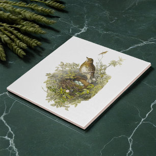 Carreau Vintage Grive Garde Ses Oeufs