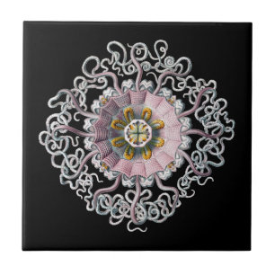 Carreau Vintage Haeckel