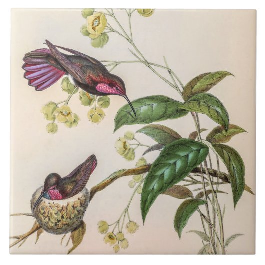 Carreau Vintage Hummingbirds by John Gould (Devant)