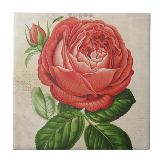 Carreau Vintage hybride rouge perpétuel, Rose Paul Neyron (Devant)