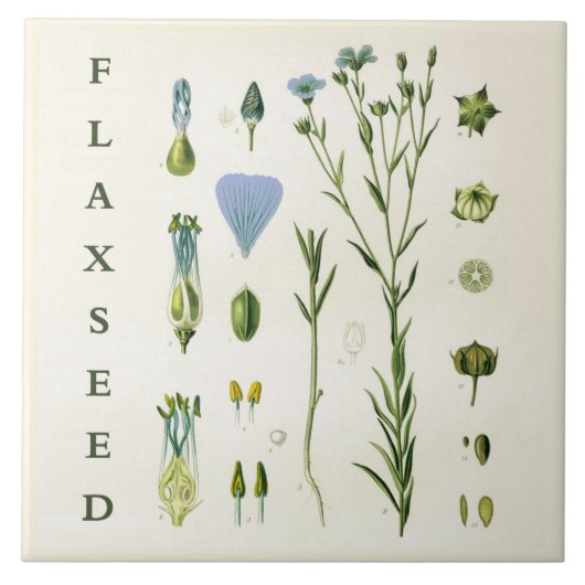 Carreau Vintage Kitchen Art: Flaxseed Linseed Flax Plant (Devant)