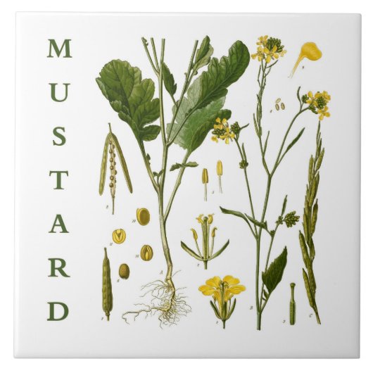 Carreau Vintage Kitchen Art: Mustard Herbs & Spices Plants (Devant)