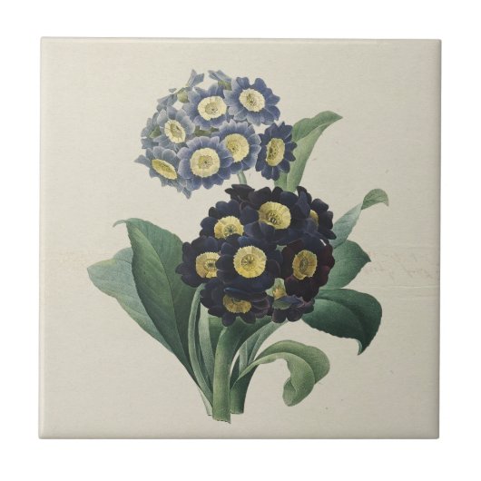 Carreau Vintage Moody Blue Auricroses Primroses (Devant)