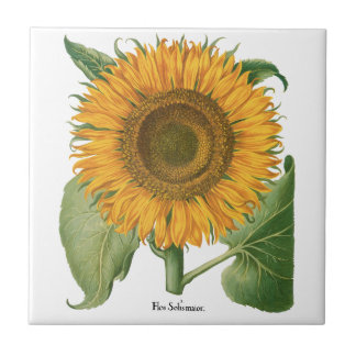 Carreau Vintage Sunflower Flower by Basilius Besler