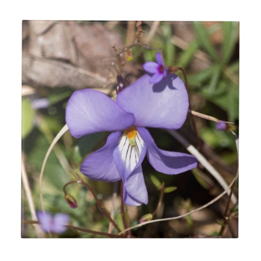Carreau Violette à pieds d'oiseau avec bluets (Devant)