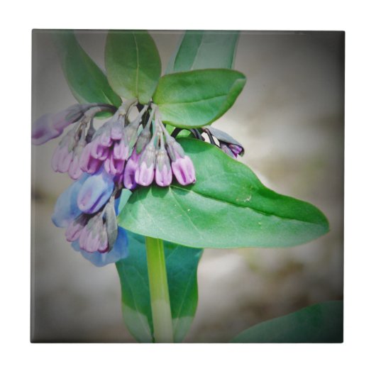 Carreau Virginina Bluebells (Devant)