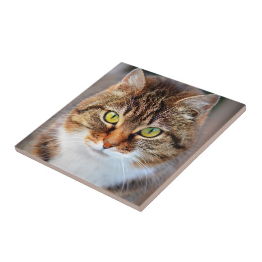 Carreau Visage de chat (Côté)
