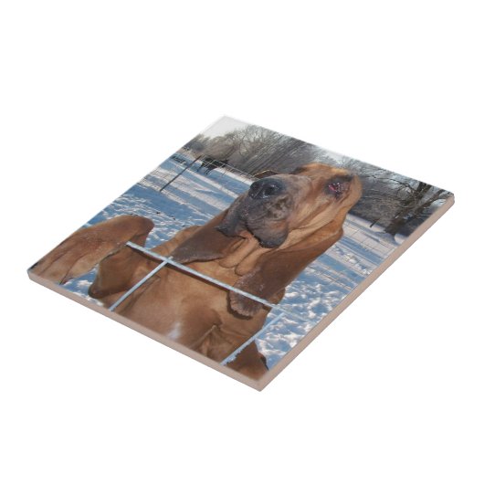 Carreau Visage de limier (Côté)