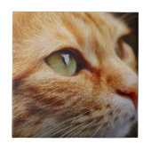 Carreau Visage déterminé d'un chat de gingembre (Devant)