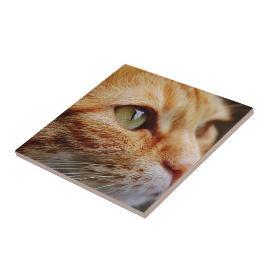 Carreau Visage déterminé d'un chat de gingembre (Côté)