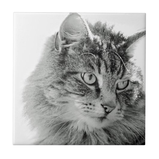 Carreau Visage pelucheux mignon de chat (Devant)