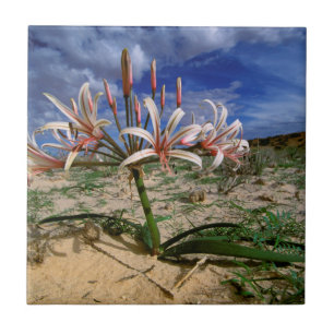 Carreau Vlei Lily (Nerine Laticoma) en fleurs