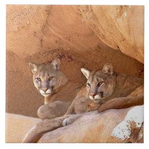 Carreau Voiture Deux Lions