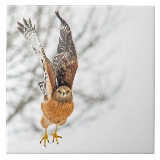 Carreau Vol Hawk (Devant)
